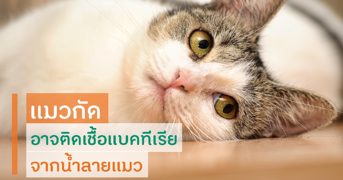 ทาสแมวต้องรู้! ถูกแมวกัดอาจถึงตาย
