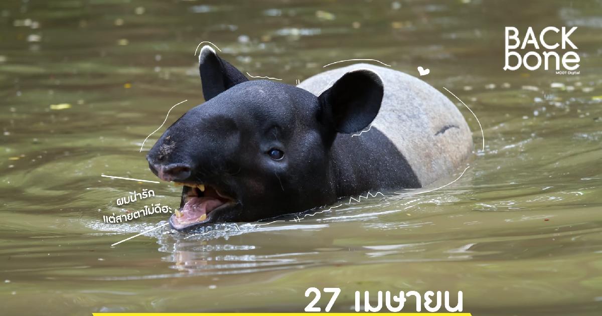 27 เมษายน วันสมเสร็จโลก
