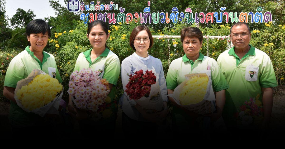 วิจัยช่วย เกษตรกรไทยยิ้มแน่! วช. โชว์ผลิตดอกเบญจมาศบ้านตาติด ได้ต้นพันธุ์ปลอดโรค
