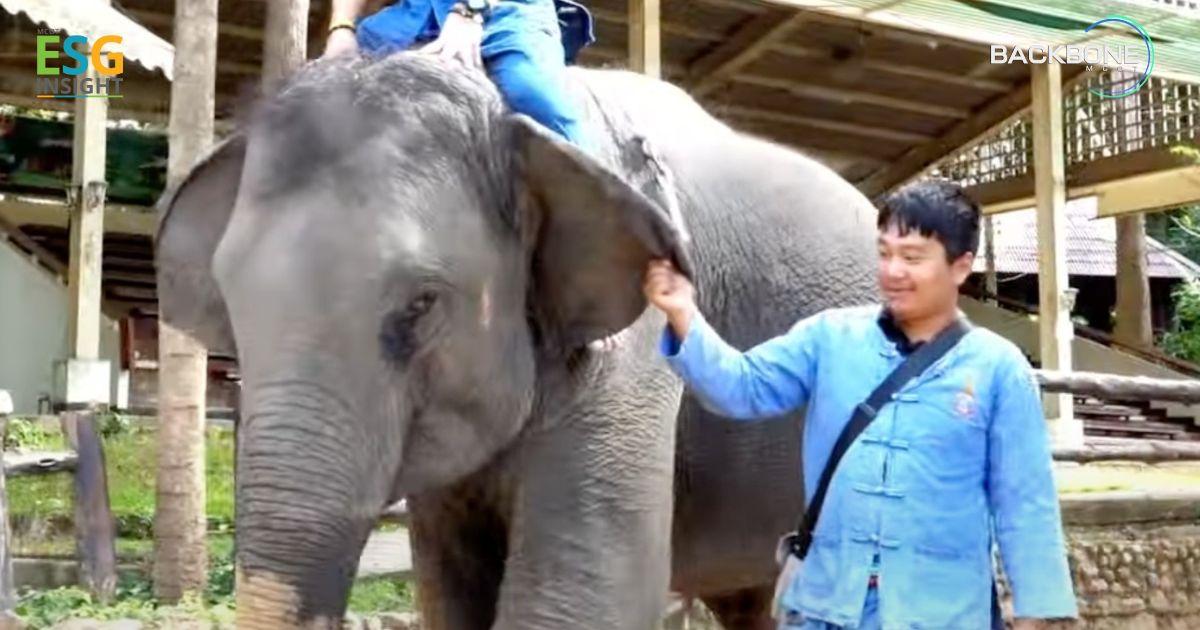 เป็นควาญช้าง! 1 วัน สนิทชิดช้าง ที่ ศูนย์อนุรักษ์ช้างไทย