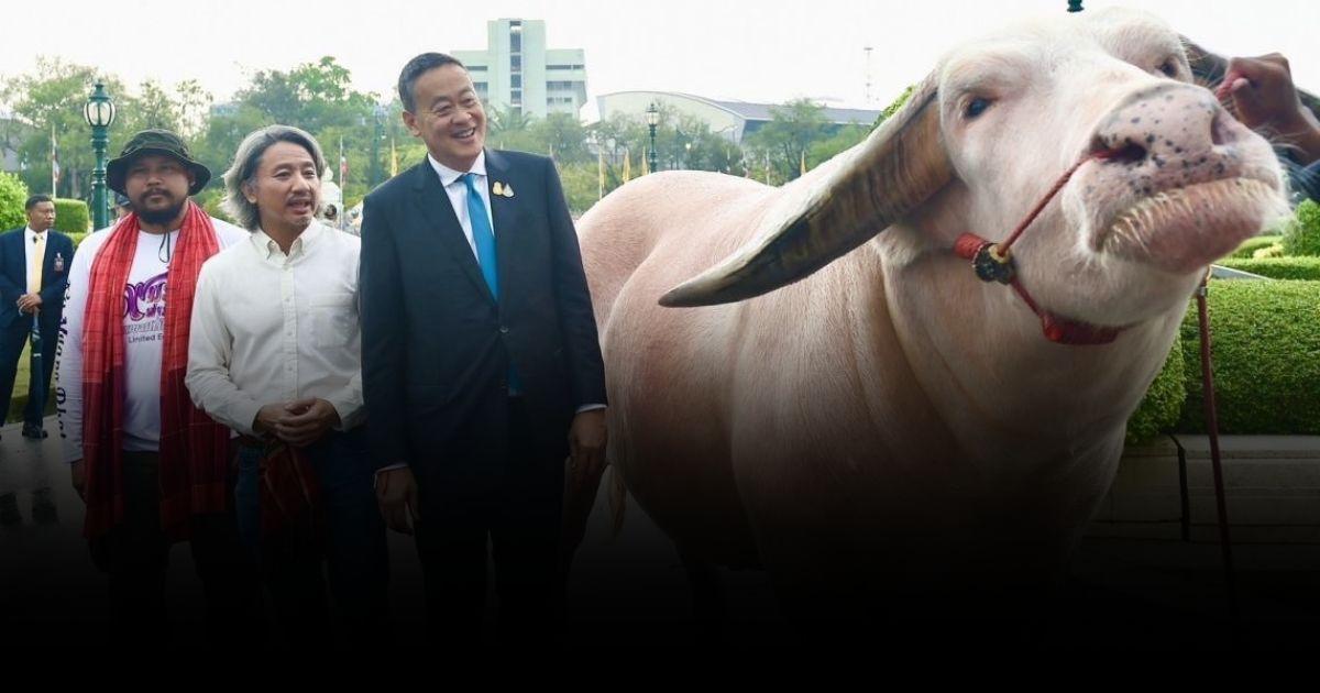 ควายเผือกตัวใหญ่สุดในโลกบุกทำเนียบ