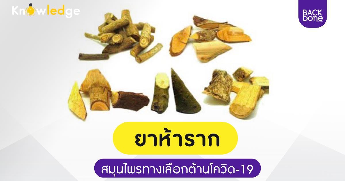 ยาห้าราก สมุนไพรทางเลือกต้านโควิด-19