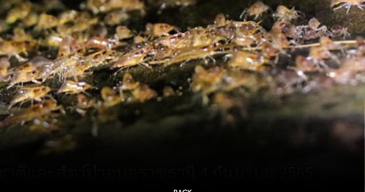 “กุ้งเดินขบวน” แก่งลำดวน มหัศจรรย์ธรรมชาติครั้งเดียวในรอบปี