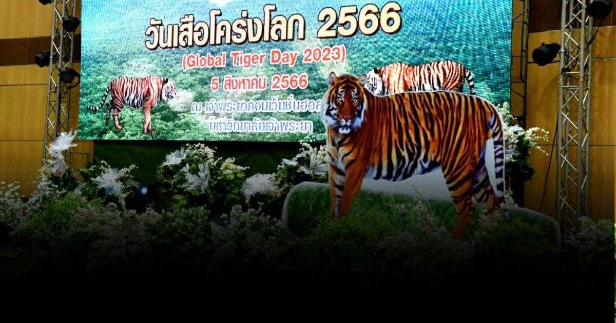 เสือโคร่งในป่าไทย ใกล้ 200 ตัว ไทยพร้อมเป็นผู้นำอาเซียนด้านอนุรักษ์เสือโคร่ง ปี 67