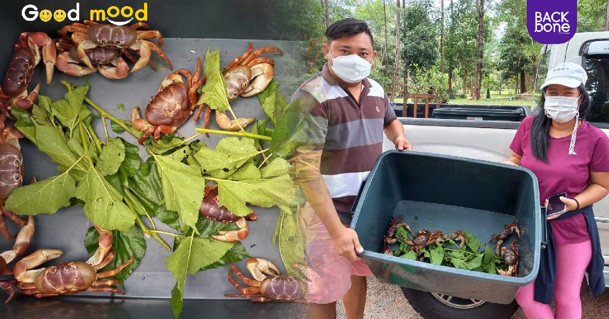 พลเมืองดี ช่วยไถชีวิตปูไก่ 14 ตัว ปล่อยคืนธรรมชาติ