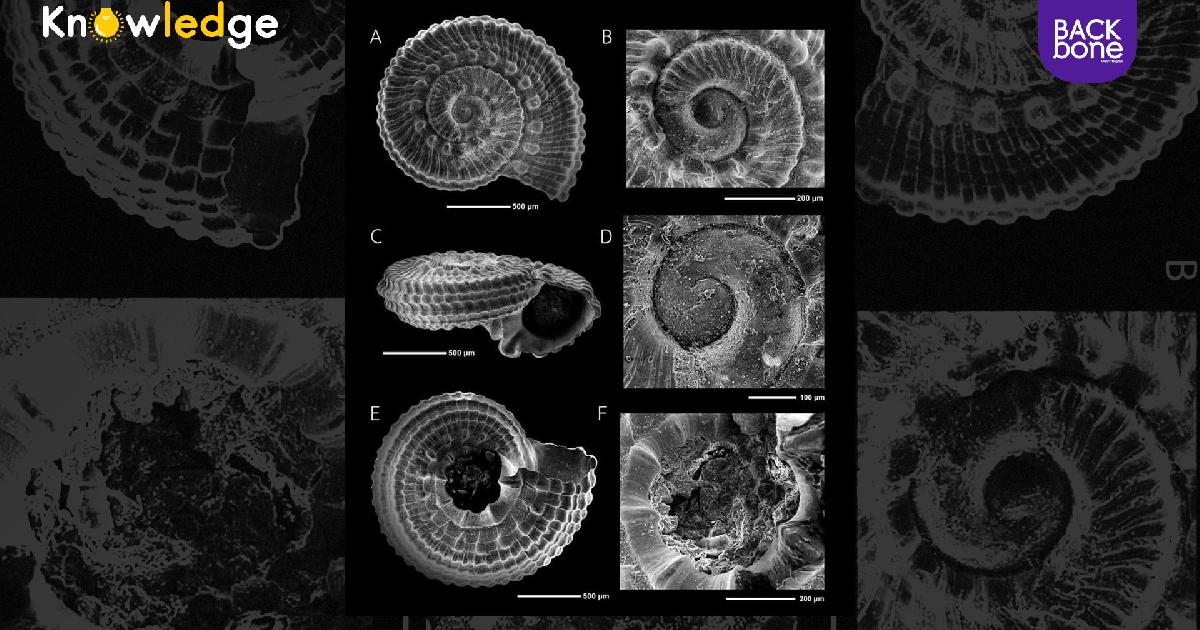 นักวิจัยไทย พบซากหอยจิ๋วโบราณชนิดใหม่ของโลก