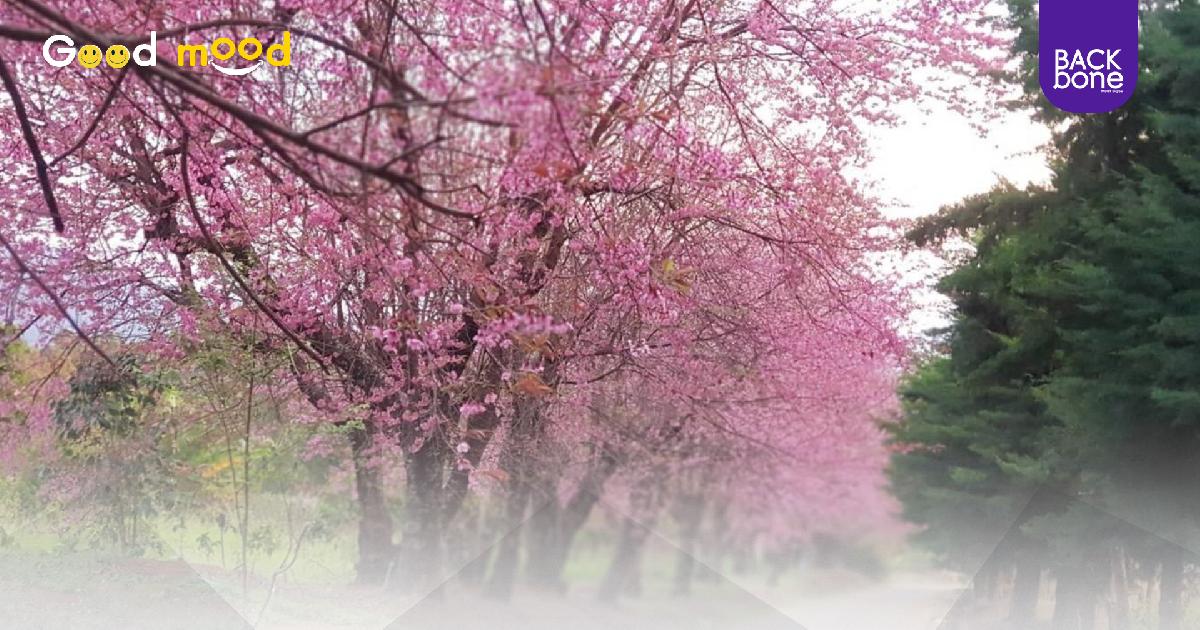 สวยปังมาก! นางพญาเสือโคร่ง บานสะพรั่ง ที่ ขุนวาง จ.เชียงใหม่
