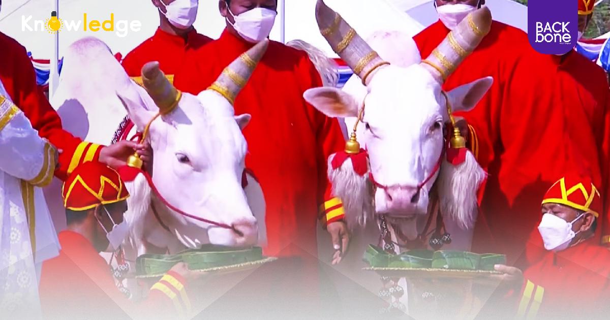 วันพืชมงคล 2565 ปีนี้ พระโค ทำนายพืชผลอุดมสมบูรณ์ นาดอนดี