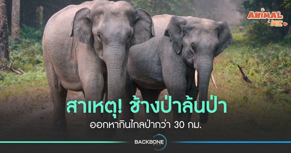 สาเหตุ! ช้างป่าล้นป่า ออกหากินไกลป่ากว่า 30 กม.