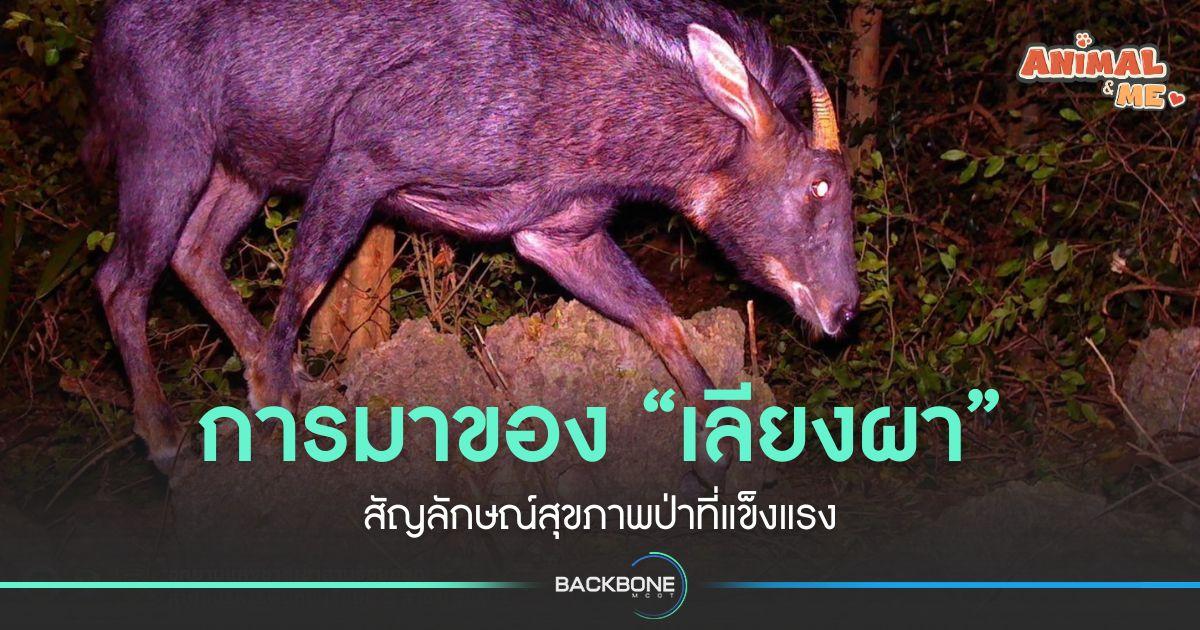 การมาของ “เลียงผา” สัญลักษณ์สุขภาพป่าที่แข็งแรง