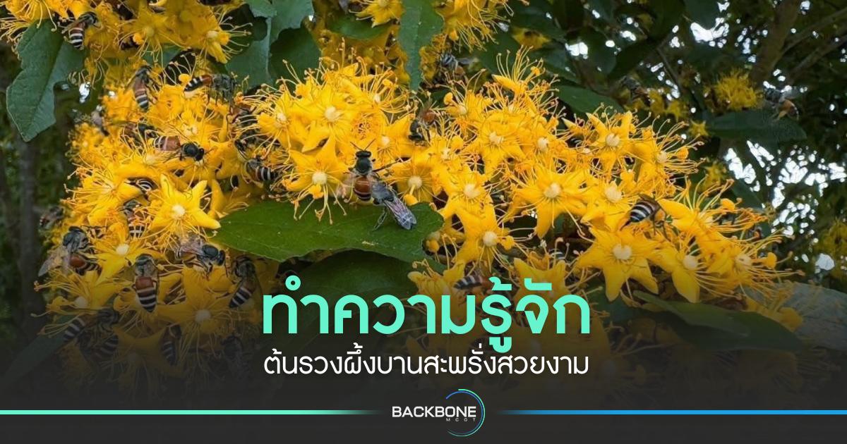 ทำความรู้จัก ต้นรวงผึ้งบานสะพรั่งสวยงาม