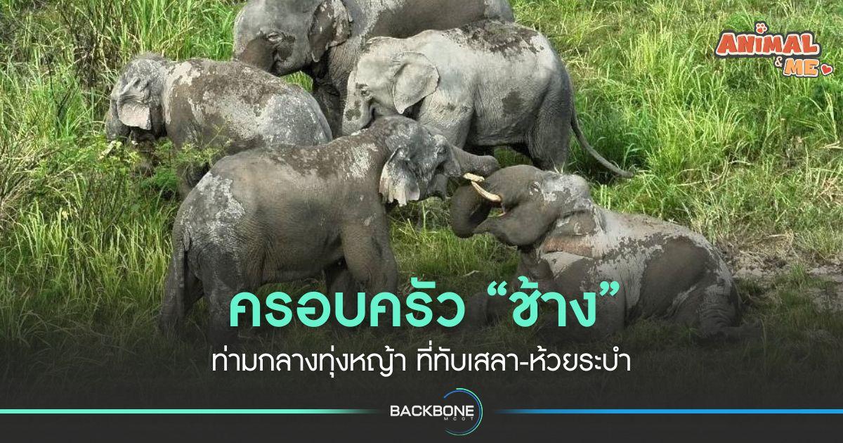 ครอบครัว “ช้าง” ท่ามกลางทุ่งหญ้า ที่ทับเสลา-ห้วยระบำ