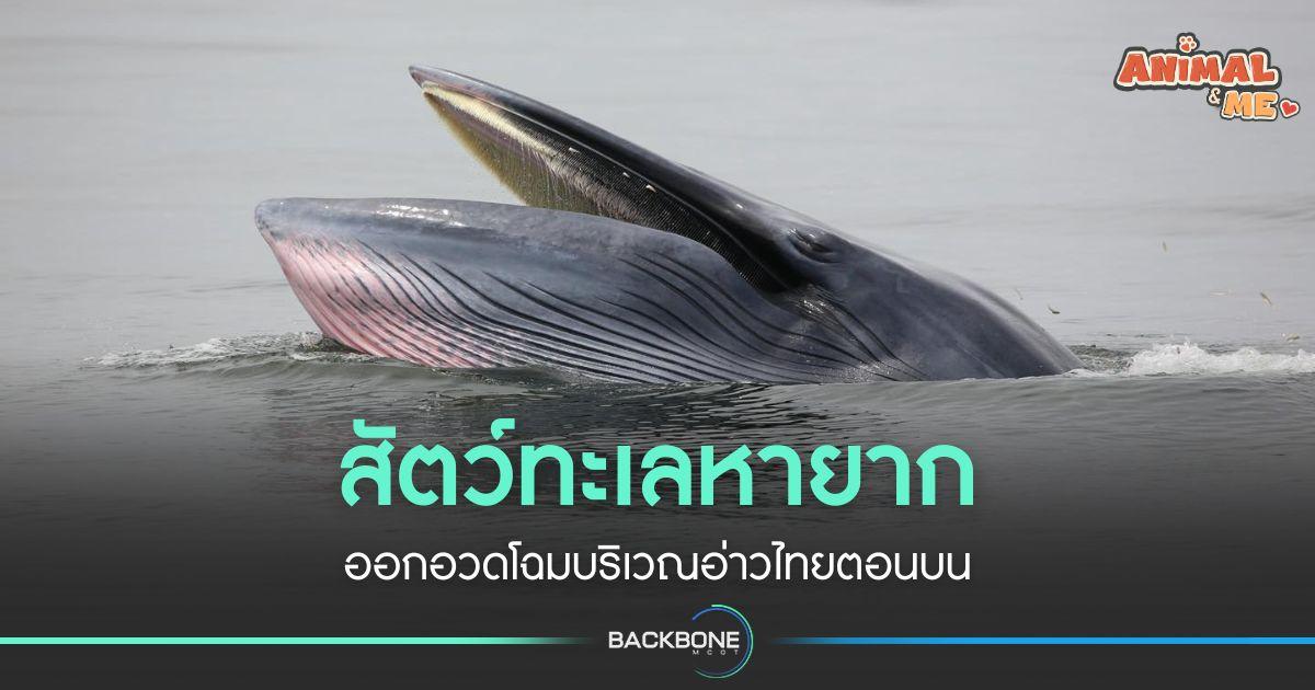 สัตว์ทะเลหายาก อวดโฉมบริเวณอ่าวไทยตอนบน