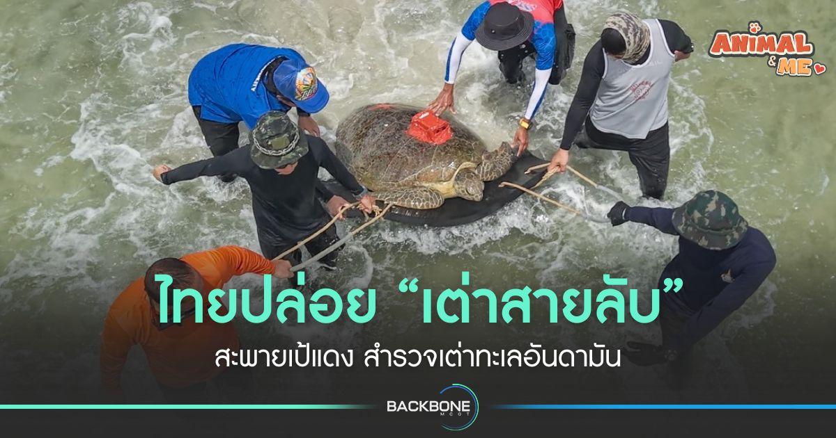 ไทยปล่อย “เต่าสายลับ” สะพายเป้แดง สำรวจเต่าทะเลอันดามัน