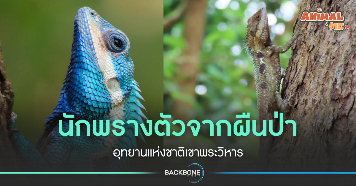 กิ้งก่าหัวสีฟ้านักพรางตัวจากผืนป่า อุทยานแห่งชาติเขาพระวิหาร