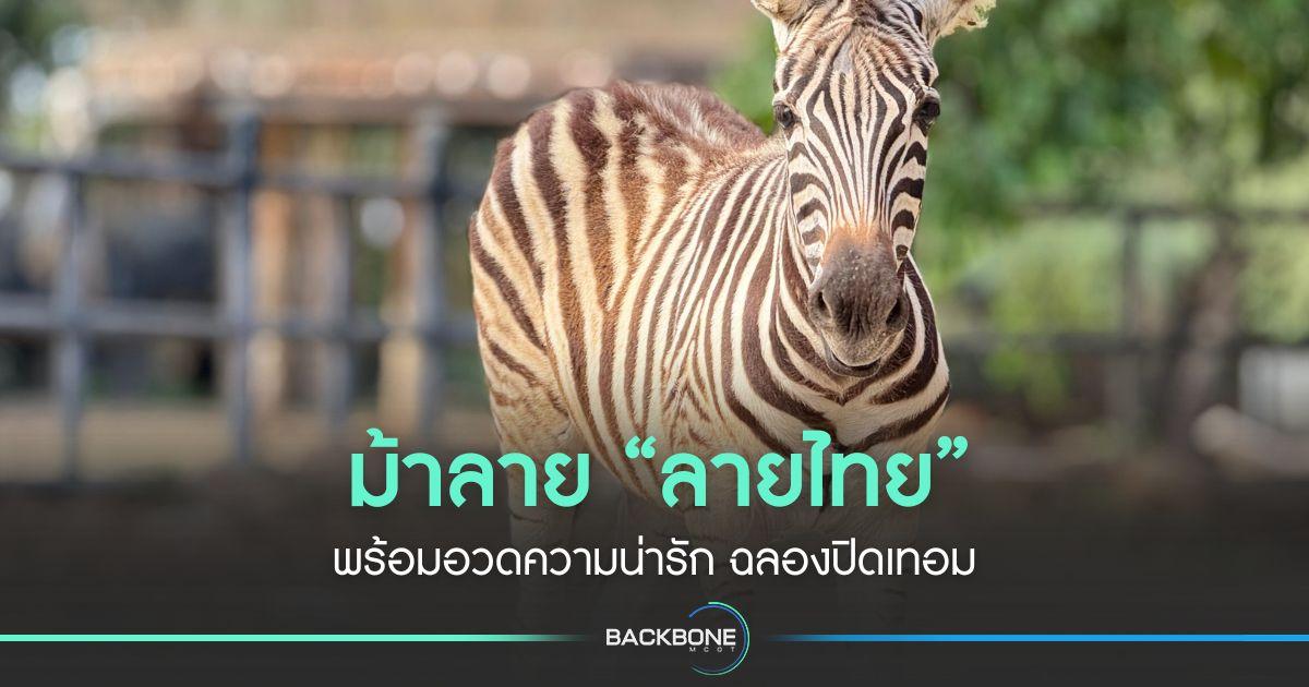 ม้าลาย “ลายไทย” พร้อมดีดเด้ง อวดความน่ารัก ฉลองปิดเทอม