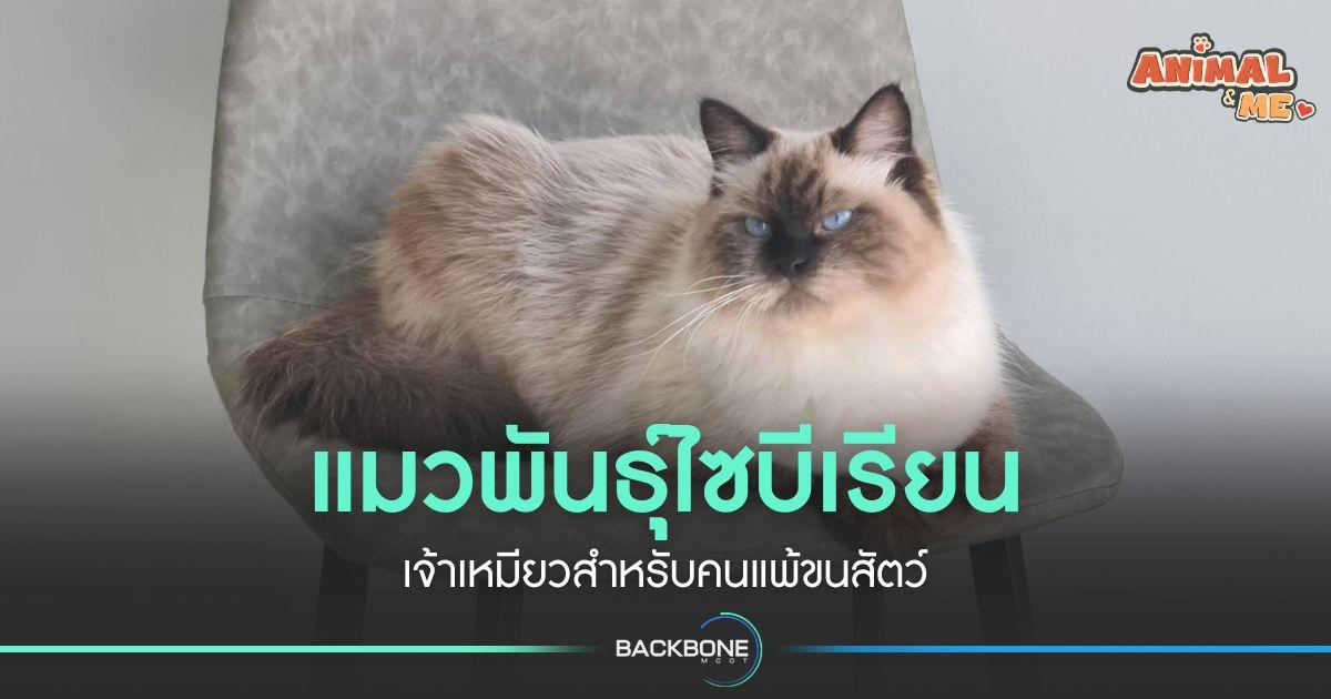 แมวพันธุ์ไซบีเรียน เจ้าเหมียวสำหรับคนแพ้ขนสัตว์