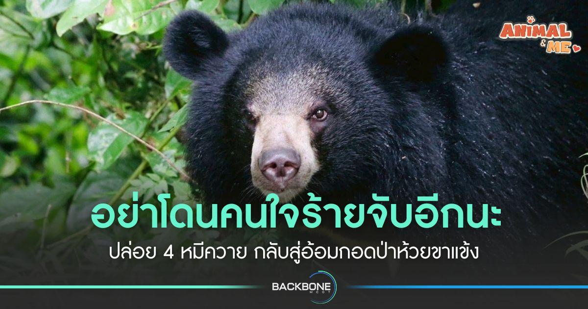 อย่าโดนคนใจร้ายจับอีกนะ ปล่อย 4 หมีควาย กลับสู่อ้อมกอดป่าห้วยขาแข้ง