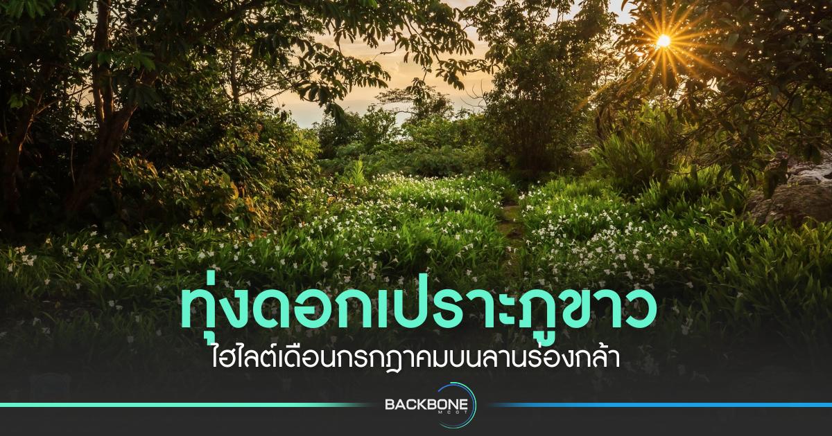 ทุ่งดอกเปราะภูขาว ไฮไลต์เดือนกรกฎาคมบนลานร่องกล้า