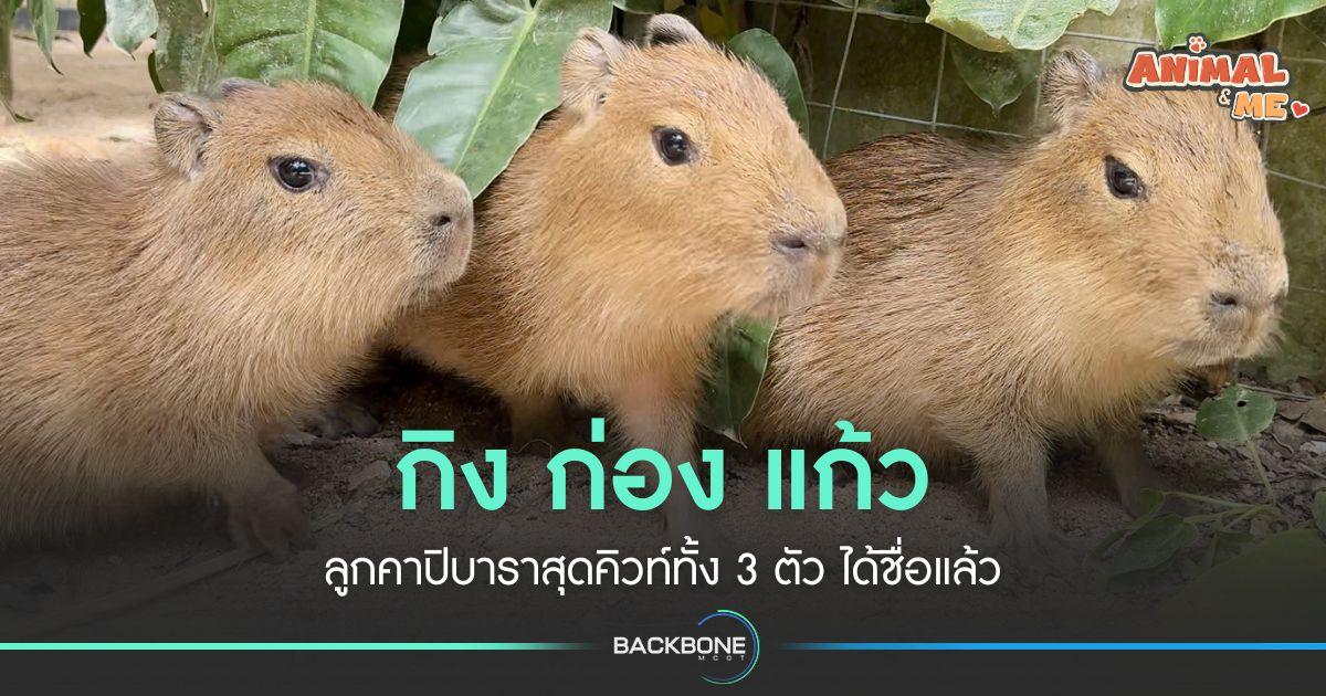 ลูกคาปิบาร่าน้อย ได้ชื่อแล้ว