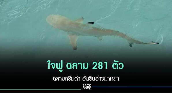 ใจฟู ฉลาม 281 ตัว ฉลามครีมดำ อันซีนอ่าวมาหยา