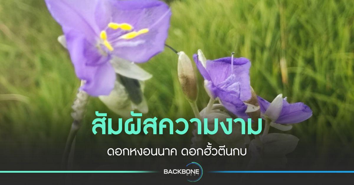 สัมผัสความงาม ดอกหงอนนาค ดอกฮั้วตีนกบ