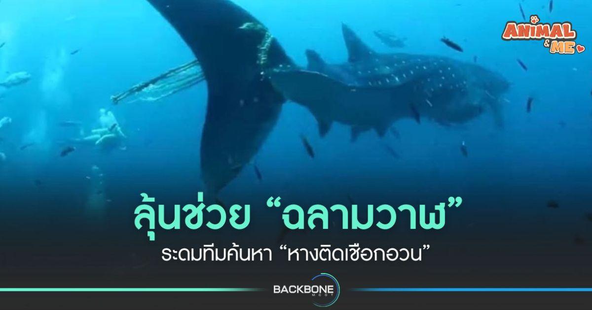 ลุ้น ช่วยฉลามวาฬ ระดมทีมค้นหา “หางติดเชือกอวน”