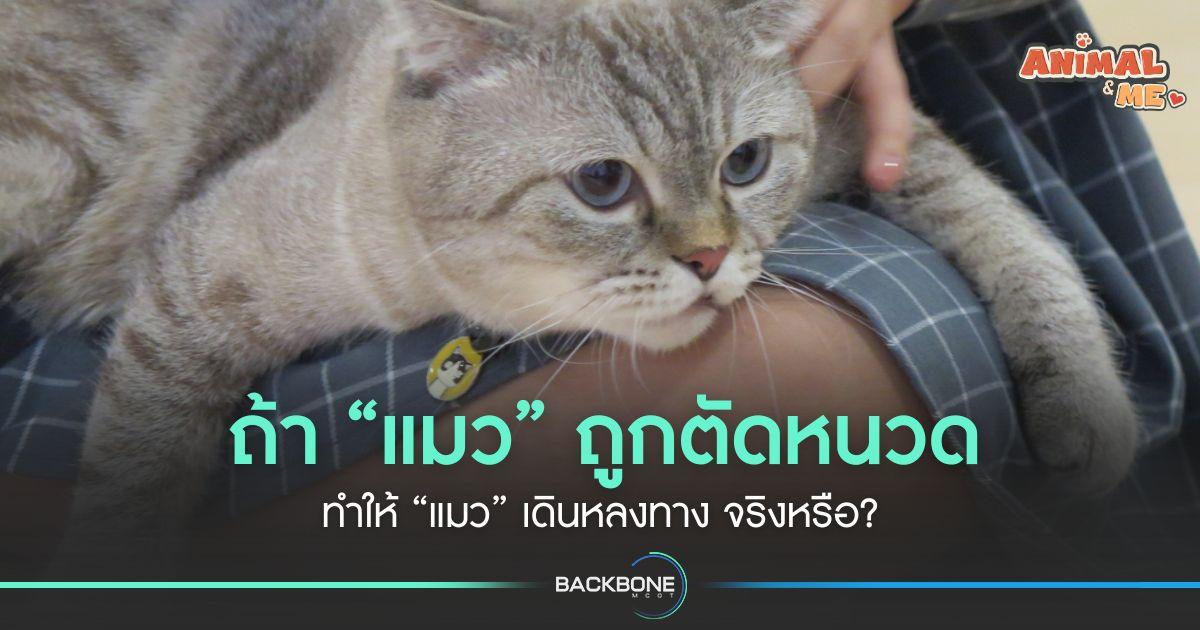 ถ้า “แมว” ถูกตัดหนวด ทำให้ “แมว” เดินหลงทาง จริงหรือ?