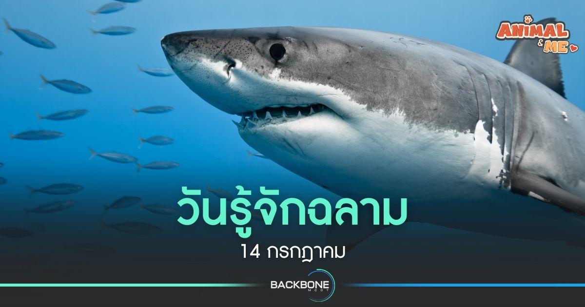 วันรู้จักฉลาม 14 กรกฎาคม