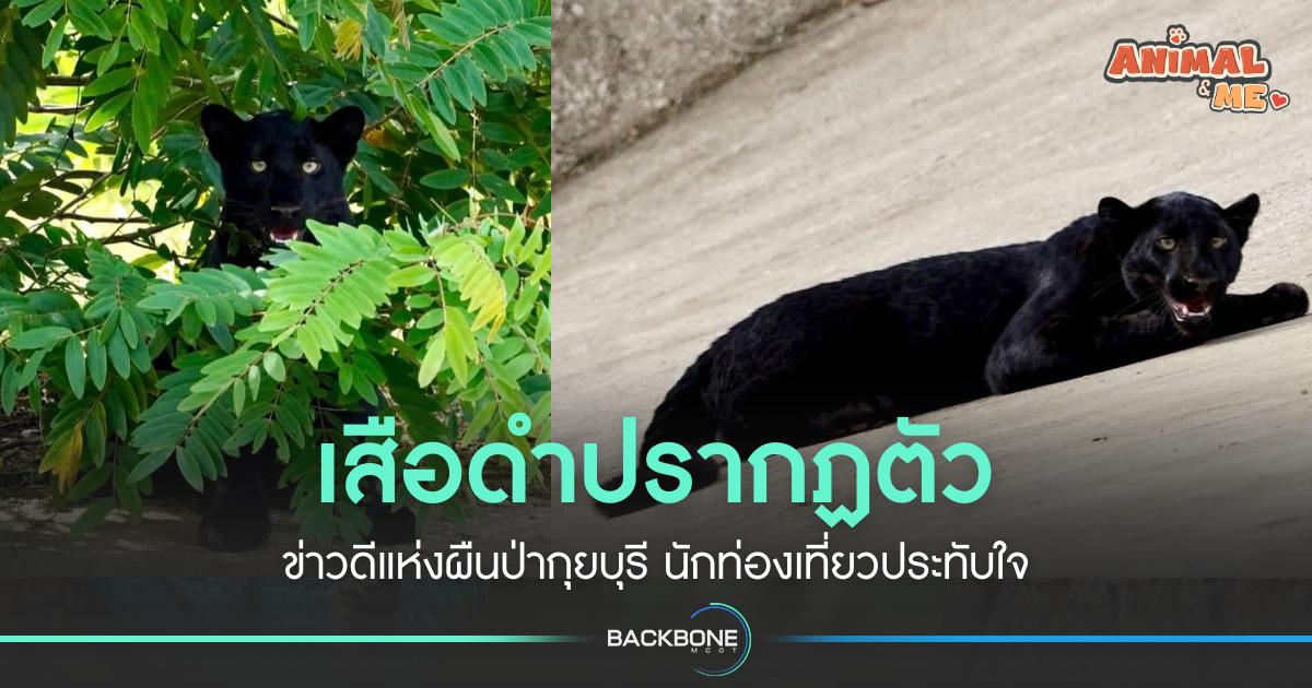 เสือดำปรากฏตัว ข่าวดีแห่งผืนป่ากุยบุรี นักท่องเที่ยวประทับใจ