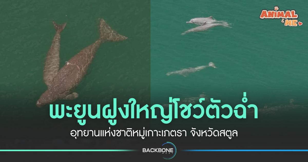 พะยูนฝูงใหญ่โชว์ตัวฉ่ำ อุทยานแห่งชาติหมู่เกาะเภตรา จังหวัดสตูล