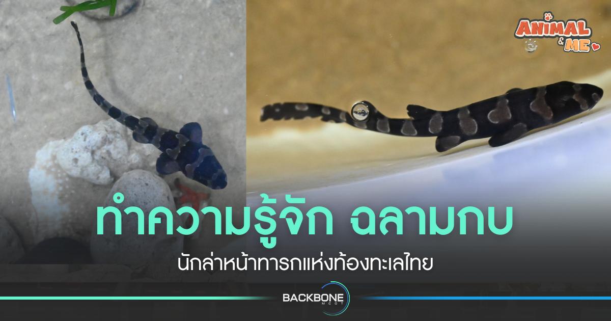 ทำความรู้จัก ฉลามกบ นักล่าหน้าทารกแห่งท้องทะเลไทย