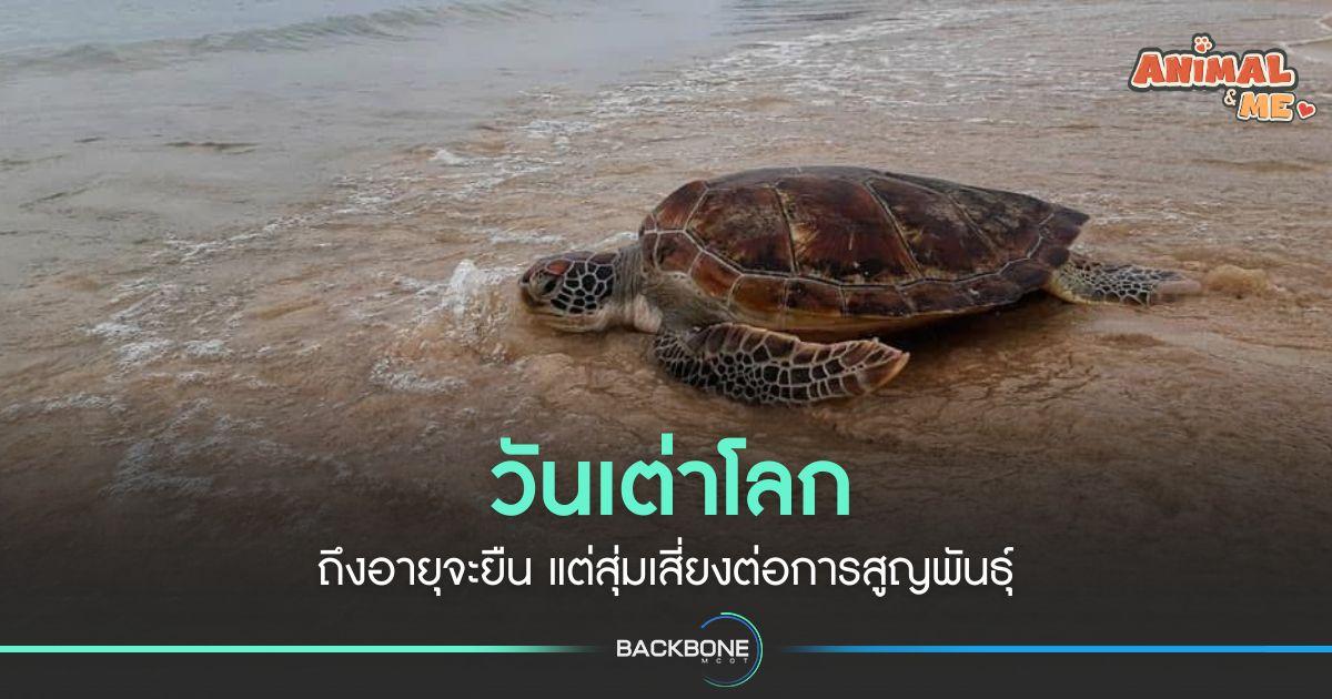 “วันเต่าโลก” ถึงอายุจะยืน แต่สุ่มเสี่ยงต่อการสูญพันธุ์