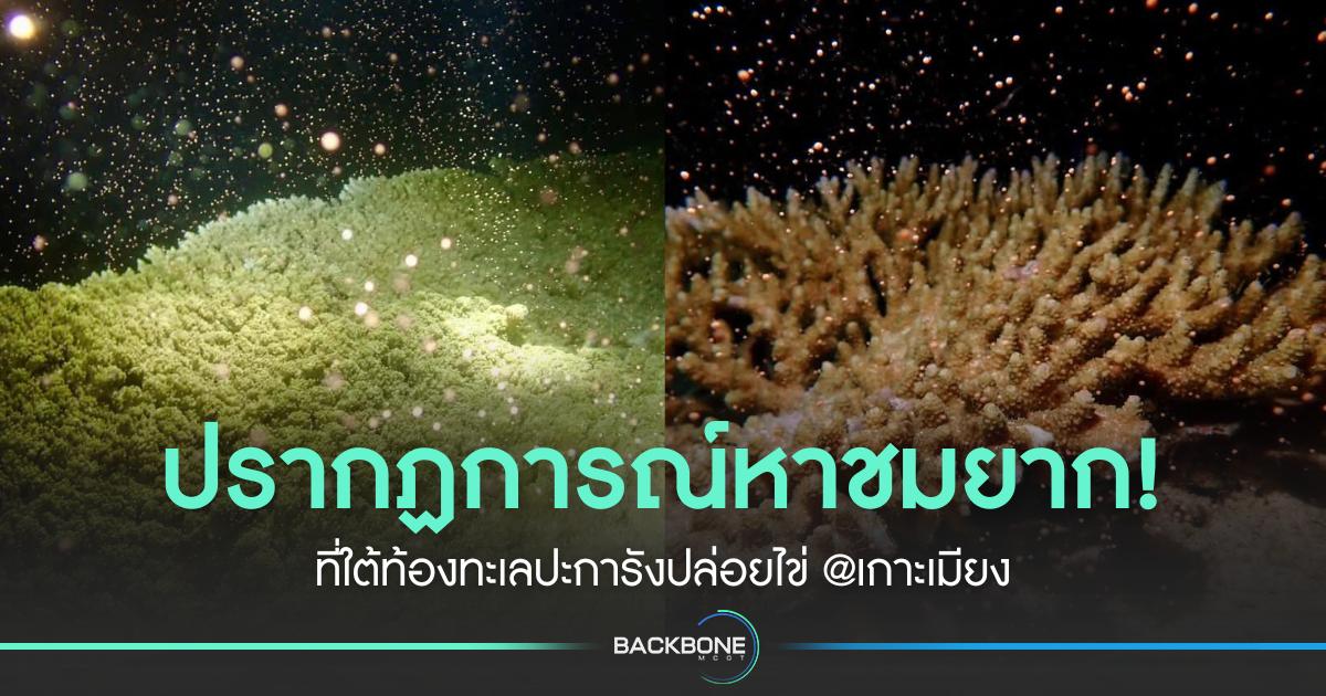 ปรากฏการณ์หาชมยาก! ที่ใต้ท้องทะเลปะการังปล่อยไข่ @เกาะเมียง