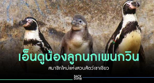 เอ็นดูน้องลูกนกเพนกวิน สมาชิกใหม่แห่งสวนสัตว์เขาเขียว