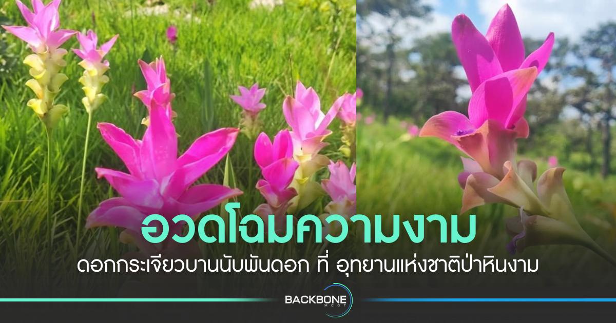 อวดโฉมความงาม ดอกกระเจียวบานนับพันดอก ที่ อุทยานแห่งชาติป่าหินงาม