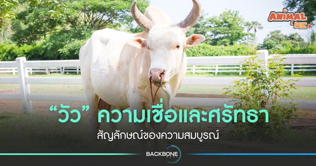 “วัว” ความเชื่อและศรัทธา สัญลักษณ์ของความสมบูรณ์