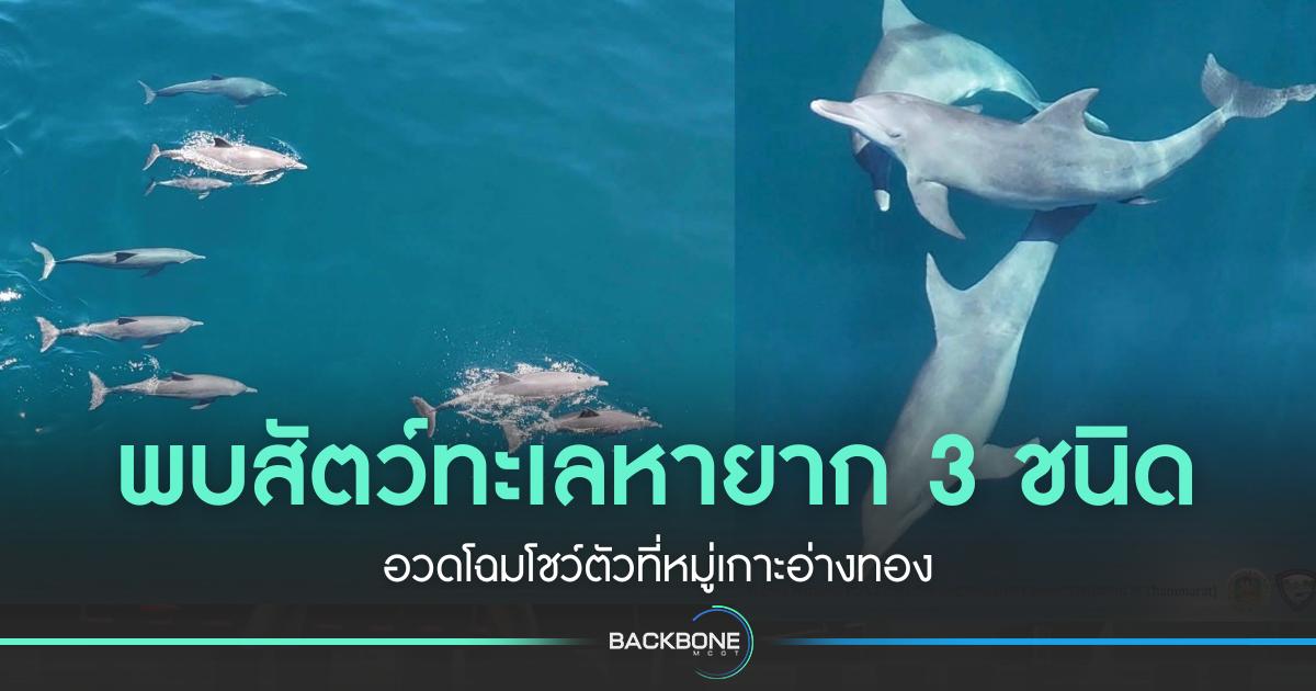พบสัตว์ทะเลหายาก 3 ชนิด อวดโฉมโชว์ตัวที่หมู่เกาะอ่างทอง
