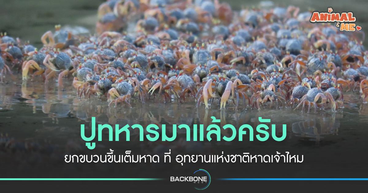 ปูทหารมาแล้วครับ ยกขบวนขึ้นเต็มหาด ที่ อุทยานแห่งชาติหาดเจ้าไหม