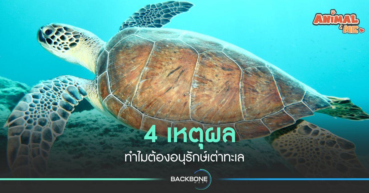 4 เหตุผล ทำไม? ต้องอนุรักษ์เต่าทะเล