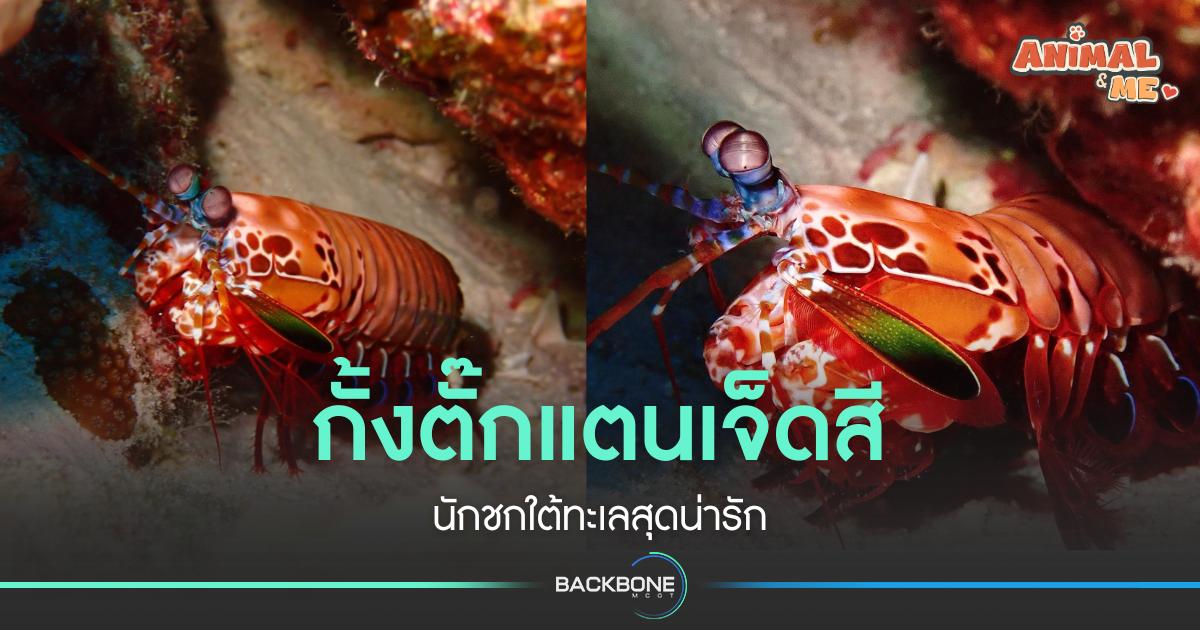 กั้งตั๊กแตนเจ็ดสี นักชกใต้ทะเลสุดน่ารัก