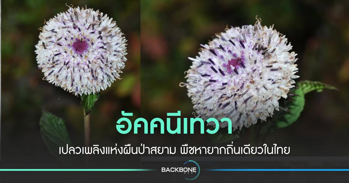 อัคคนีเทวา เปลวเพลิงแห่งผืนป่าสยาม