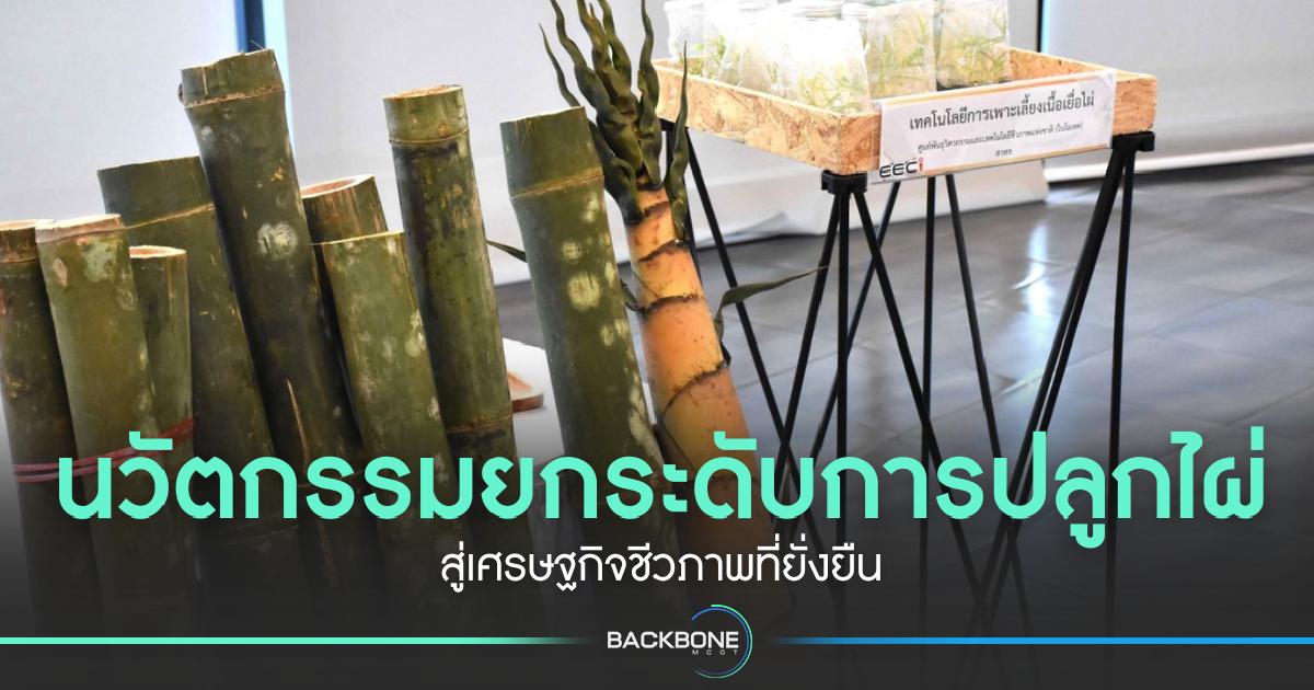 นวัตกรรมยกระดับการปลูกไผ่ไทย สู่เศรษฐกิจชีวภาพที่ยั่งยืน