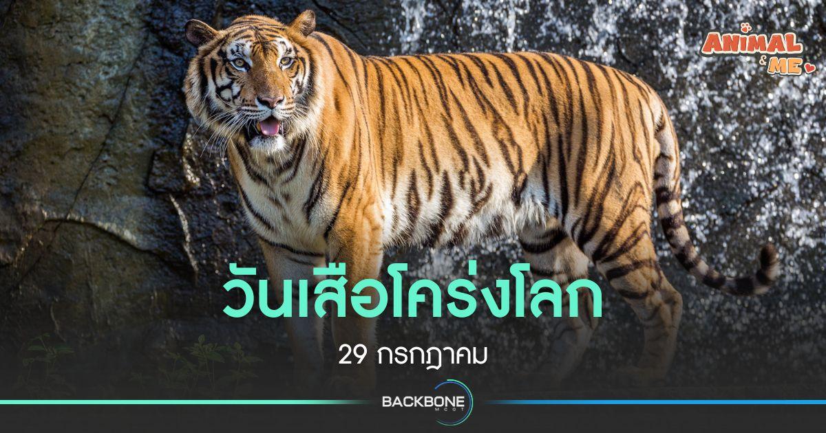 วันเสือโคร่งโลก 29 กรกฎาคม
