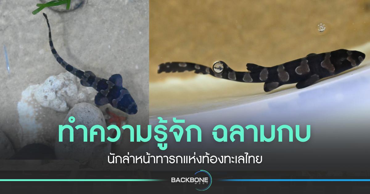 ทำความรู้จัก ฉลามกบ นักล่าหน้าทารกแห่งท้องทะเลไทย