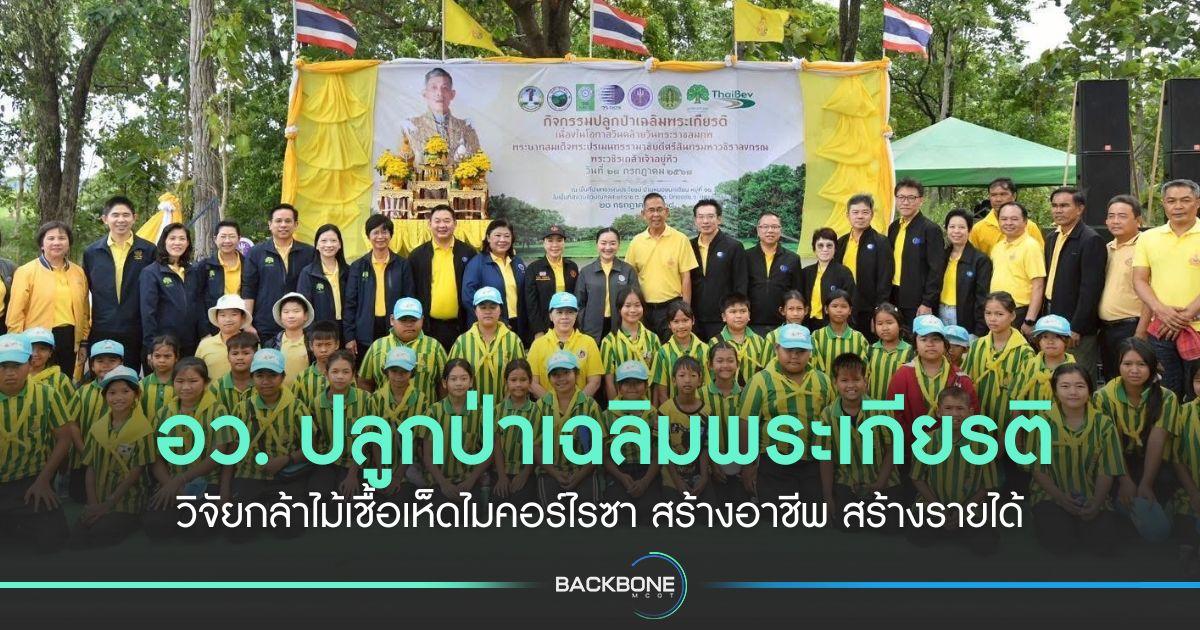 อว. ปลูกป่าเฉลิมพระเกียรติ วิจัยกล้าไม้เชื้อเห็ดไมคอร์ไรซา สร้างอาชีพ สร้างรายได้
