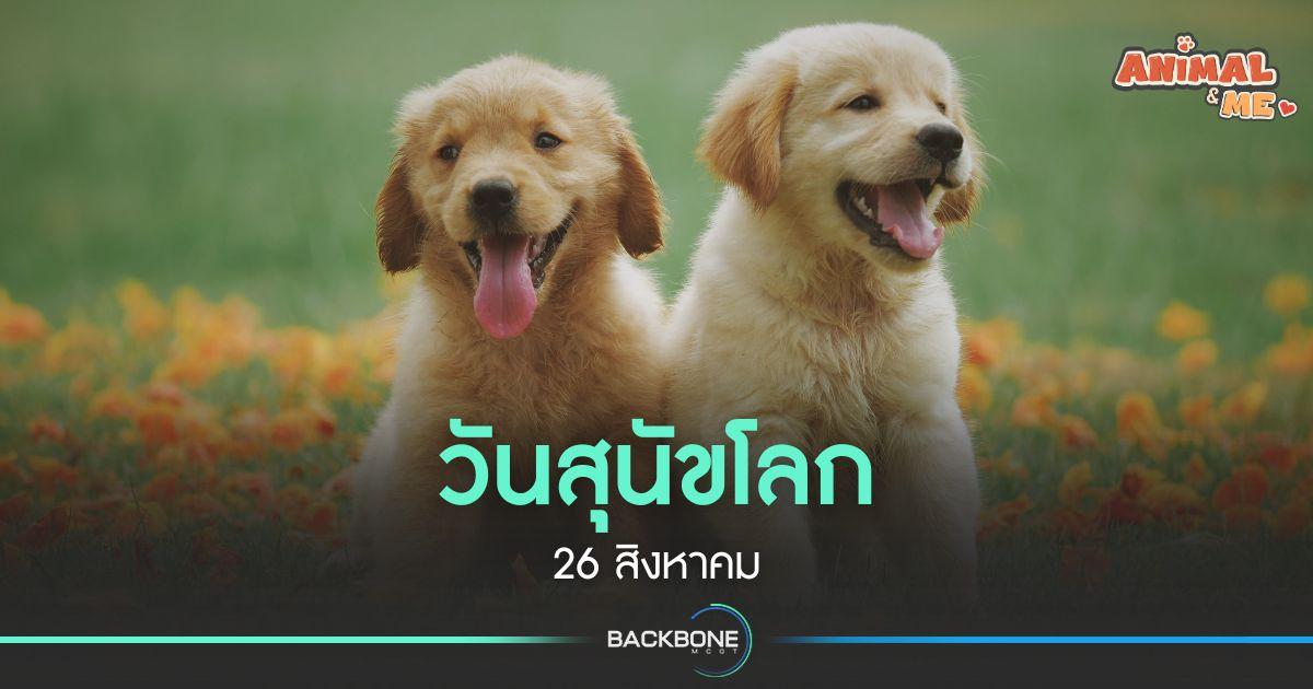 วันสุนัขโลก 26 สิงหาคม