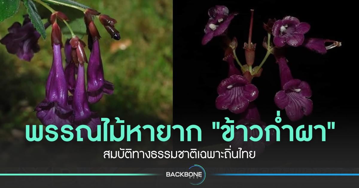 พรรณไม้หายาก 