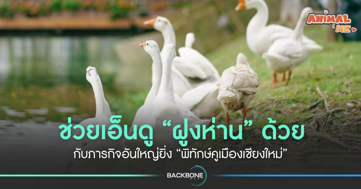 ช่วยเอ็นดู “ฝูงห่าน” ด้วย กับภารกิจอันใหญ่ยิ่ง “พิทักษ์คูเมืองเชียงใหม่”