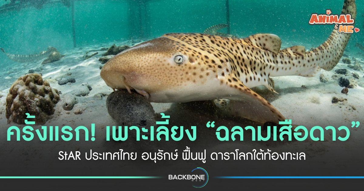 ครั้งแรก! เพาะเลี้ยง “ฉลามเสือดาว” StAR ประเทศไทย อนุรักษ์ ฟื้นฟู ดาราโลกใต้ท้องทะเล